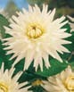 Dahlia  MY LOVE